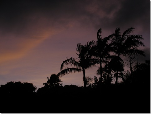 Palms at sunset