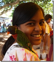 Lorikeet